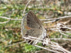 Eicochrysops messapus messapus