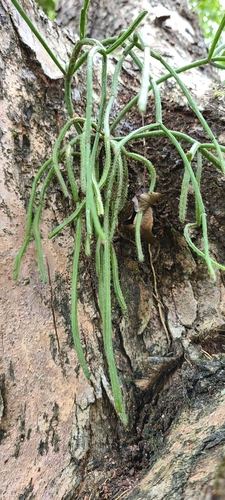 Rhipsalis baccifera