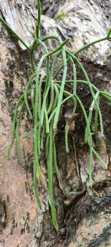 Rhipsalis baccifera