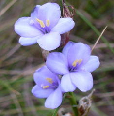 Aristea torulosa