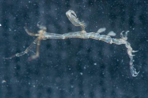 Caprella equilibra observed 2019-06-01