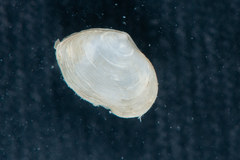 Caprella equilibra