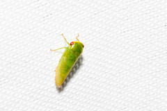 Selenomorphini