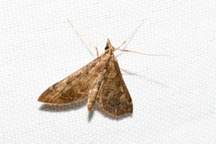 Steniini