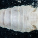 Cymothoa excisa - Photo (c) smithsonian_marinegeo, algunos derechos reservados (CC BY-NC-SA), subido por smithsonian_marinegeo