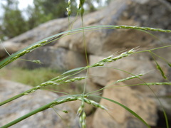 Piptatheropsis micrantha