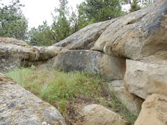 Piptatheropsis micrantha