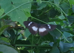 Acraea aganice aganice