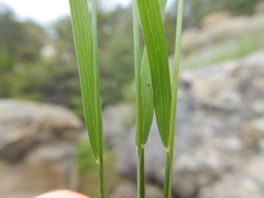 Piptatheropsis micrantha