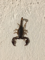 Euscorpius mingrelicus