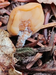 Spathulariopsis velutipes