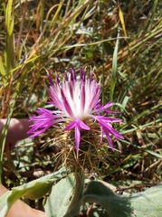 Centaurea seridis