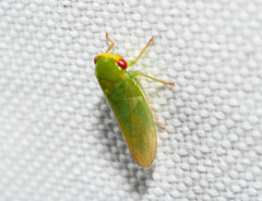 Selenomorphini