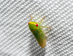 Selenomorphini
