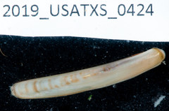 Ensis megistus