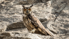 Bubo bengalensis