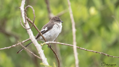 Pericrocotus erythropygius