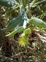 Centaurea seridis