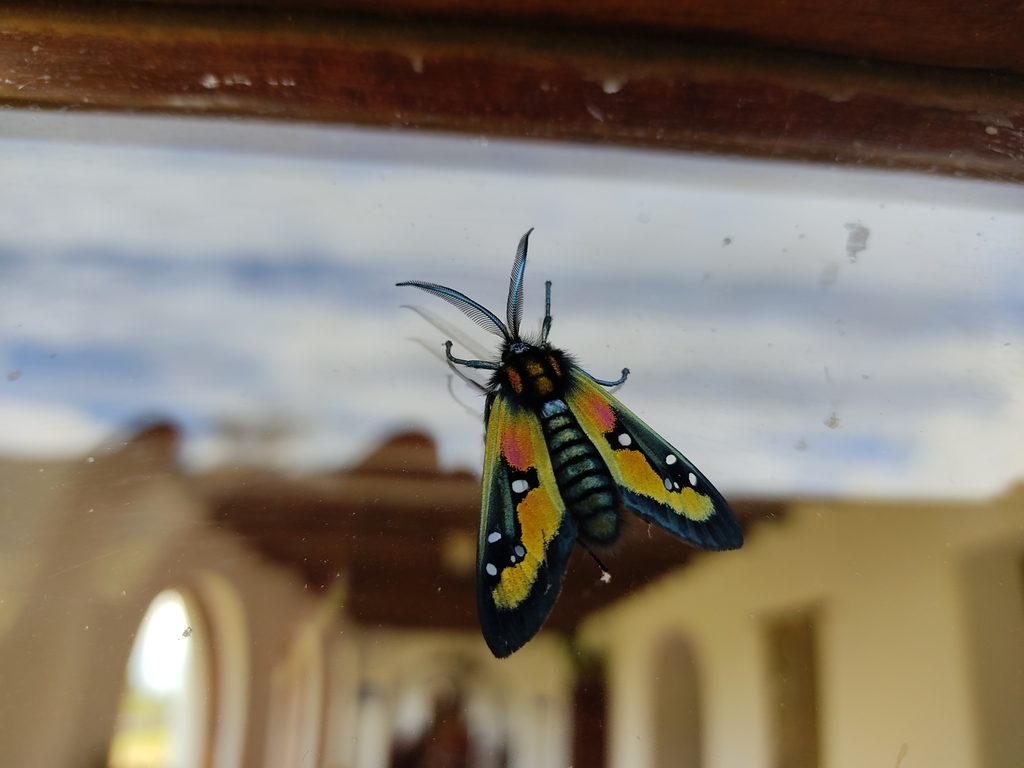 Chrysocale regalis
