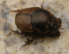 Onthophagini