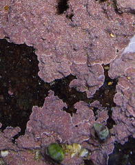 Leptophytum acervatum