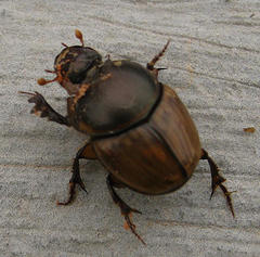 Onthophagini
