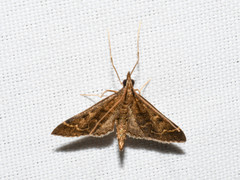 Steniini