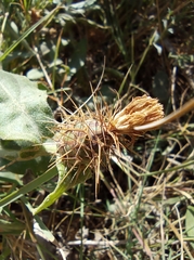 Centaurea seridis
