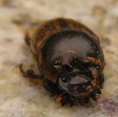 Onthophagini