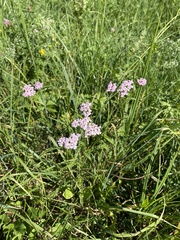 Achillea roseo-alba