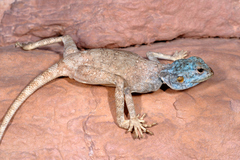 Pseudotrapelus aqabensis