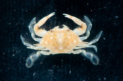 Arenaeus cribrarius