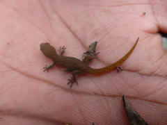 Pachydactylus punctatus