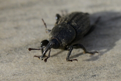 Sphenophorus striatopunctatus