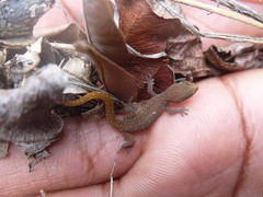 Pachydactylus punctatus