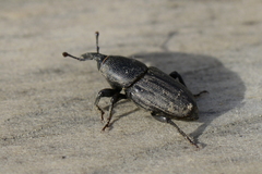 Sphenophorus striatopunctatus