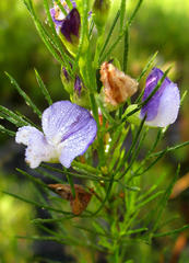 Psoralea azuroides