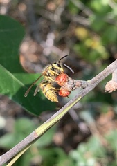 Callirhytis perditor