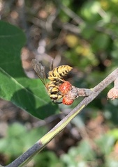 Callirhytis perditor