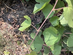 Magnoliopsida