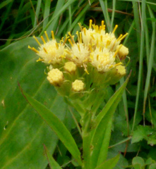 Senecio cacaliaster