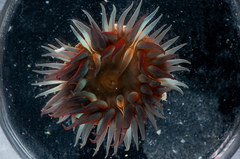 Bunodosoma cavernatum