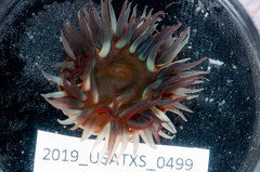 Bunodosoma cavernatum