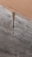 Ceriagrion coromandelianum