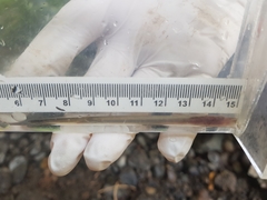 Lampetra richardsoni