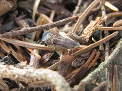 Grapholita eclipsana