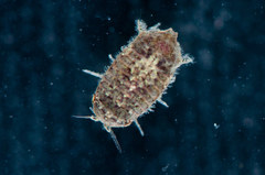 Cilicaea