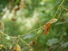 Trichosanthes cucumerina