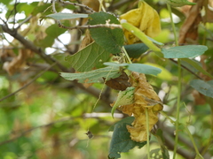Trichosanthes cucumerina