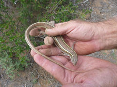 Gerrhosaurus nigrolineatus